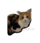 コハクムギの日常3（個別スタンプ：8）
