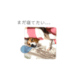 ポーちゃん時々ルディ君スタンプ（個別スタンプ：30）