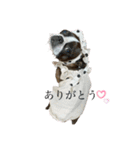 ボストンテリアのまりも（個別スタンプ：2）