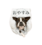 ボストンテリアのまりも（個別スタンプ：3）
