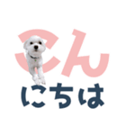 白い犬の毎日ふきだし（個別スタンプ：2）