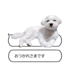 白い犬の毎日ふきだし（個別スタンプ：5）