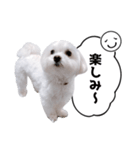 白い犬の毎日ふきだし（個別スタンプ：7）