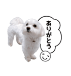 白い犬の毎日ふきだし（個別スタンプ：8）