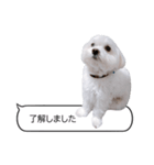 白い犬の毎日ふきだし（個別スタンプ：11）