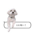 白い犬の毎日ふきだし（個別スタンプ：14）