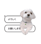 白い犬の毎日ふきだし（個別スタンプ：15）