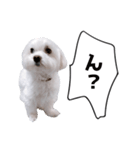 白い犬の毎日ふきだし（個別スタンプ：17）