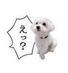 白い犬の毎日ふきだし（個別スタンプ：18）