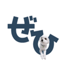 白い犬の毎日ふきだし（個別スタンプ：19）