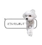 白い犬の毎日ふきだし（個別スタンプ：21）