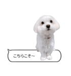 白い犬の毎日ふきだし（個別スタンプ：22）