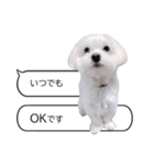 白い犬の毎日ふきだし（個別スタンプ：23）