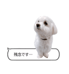 白い犬の毎日ふきだし（個別スタンプ：24）