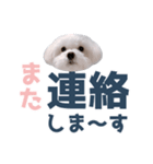 白い犬の毎日ふきだし（個別スタンプ：25）