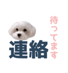 白い犬の毎日ふきだし（個別スタンプ：26）