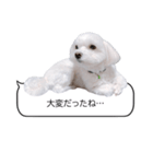 白い犬の毎日ふきだし（個別スタンプ：27）