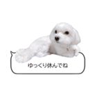 白い犬の毎日ふきだし（個別スタンプ：28）