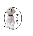 白い犬の毎日ふきだし（個別スタンプ：29）