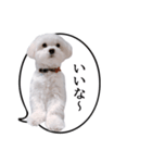 白い犬の毎日ふきだし（個別スタンプ：30）