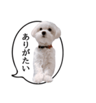 白い犬の毎日ふきだし（個別スタンプ：31）