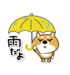 柴犬の梅雨。背景つけたよ〜〜〜〜〜〜〜♪（個別スタンプ：3）