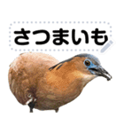 Wild bird friend - ズグロミゾゴイ（個別スタンプ：5）