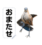 Wild bird friend - ズグロミゾゴイ（個別スタンプ：14）