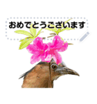 Wild bird friend - ズグロミゾゴイ（個別スタンプ：20）