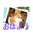 ずん太のスタンプの巻1（個別スタンプ：1）