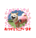 ずん太のスタンプの巻1（個別スタンプ：13）