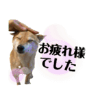 ずん太のスタンプの巻1（個別スタンプ：22）