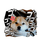 ずん太のスタンプの巻1（個別スタンプ：30）