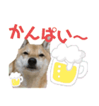 ずん太のスタンプの巻1（個別スタンプ：37）