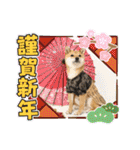 ずん太のスタンプの巻1（個別スタンプ：40）