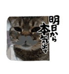 土田毛（個別スタンプ：4）