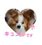 ぱぴぱぴパピヨン78（個別スタンプ：3）