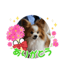 ぱぴぱぴパピヨン78（個別スタンプ：8）