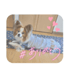 ぱぴぱぴパピヨン78（個別スタンプ：9）