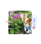 ぱぴぱぴパピヨン78（個別スタンプ：13）