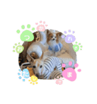 ぱぴぱぴパピヨン78（個別スタンプ：16）