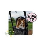 ぱぴぱぴパピヨン78（個別スタンプ：18）