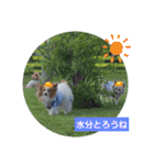 ぱぴぱぴパピヨン78（個別スタンプ：20）