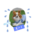 ぱぴぱぴパピヨン78（個別スタンプ：23）