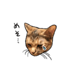 実写ねこスタンプ ウォル（個別スタンプ：1）