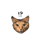 実写ねこスタンプ ウォル（個別スタンプ：2）