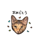 実写ねこスタンプ ウォル（個別スタンプ：3）