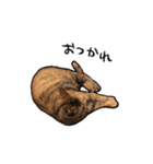 実写ねこスタンプ ウォル（個別スタンプ：4）