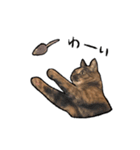 実写ねこスタンプ ウォル（個別スタンプ：5）