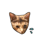 実写ねこスタンプ ウォル（個別スタンプ：6）